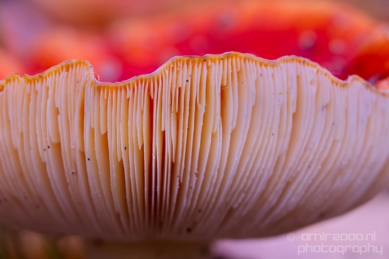 Fly_Aagaric_mushrooms_macro_nature_Photography_003_Canon_EOS_5D_Mark_IV.JPG