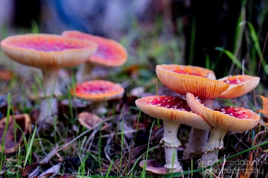 Fly_Aagaric_mushrooms_macro_nature_Photography_004_Canon_EOS_5D_Mark_IV.JPG