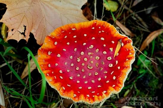 Fly_Aagaric_mushrooms_macro_nature_Photography_006_Canon_EOS_5D_Mark_IV.JPG