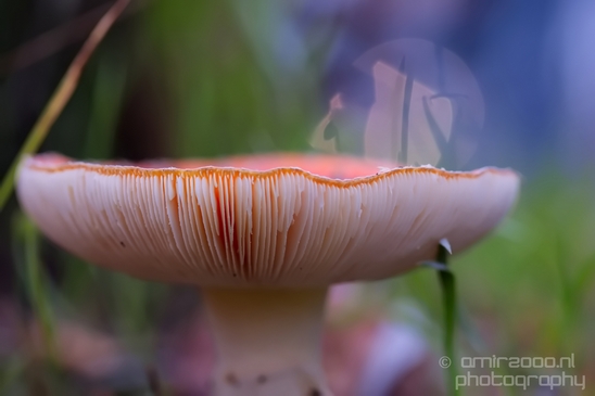 Fly_Aagaric_mushrooms_macro_nature_Photography_007_Canon_EOS_5D_Mark_IV.JPG