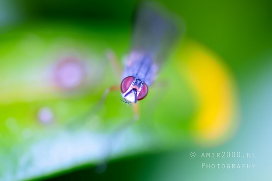 Housefly_Musca_domestica_macro_nature_Photography_001_Canon_EOS_5D_Mark_IV.JPG
