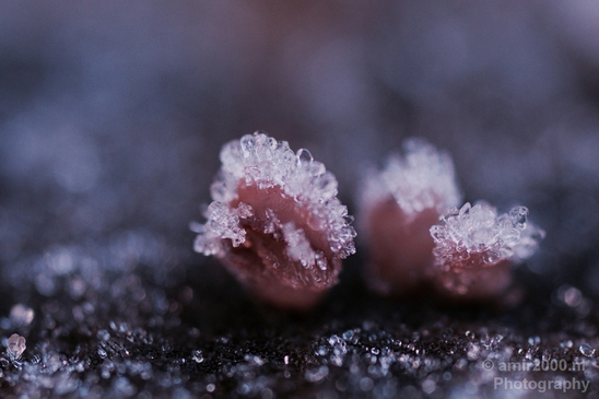 Ice_crystals_macro_winter_Photography_004_Canon_EOS_5D_Mark_IV.JPG