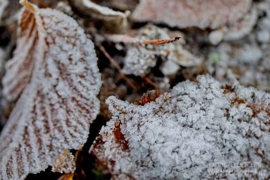 Ice_crystals_macro_winter_Photography_013_Canon_EOS_5D_Mark_IV.JPG