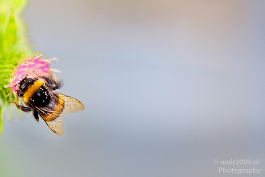 Macro_bee_on_a_flower_nature_Photography_001_Canon_EOS_5D_Mark_IV.JPG
