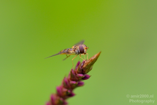 Macro_bee_on_a_flower_nature_Photography_002_Canon_EOS_5D_Mark_IV.JPG