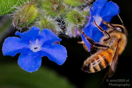 Macro_bee_on_a_flower_nature_Photography_003_Canon_EOS_5D_Mark_IV.JPG