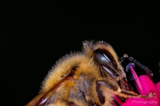 Macro_bee_on_a_flower_nature_Photography_004_Canon_EOS_5D_Mark_IV.JPG