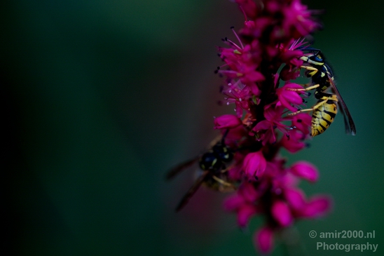 Macro_bee_on_a_flower_nature_Photography_005_Canon_EOS_5D_Mark_IV.JPG