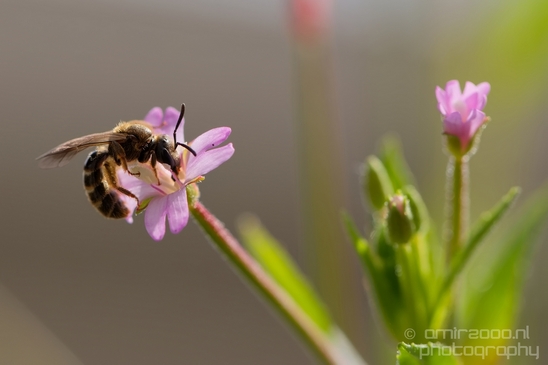 Macro_bee_on_a_flower_nature_Photography_009_Canon_EOS_5D_Mark_IV.JPG