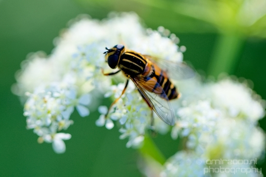 Macro_bee_on_a_flower_nature_Photography_011_Canon_EOS_5D_Mark_IV.JPG