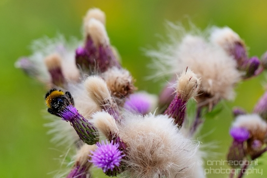 Macro_bee_on_a_flower_nature_Photography_012_Canon_EOS_5D_Mark_IV.JPG