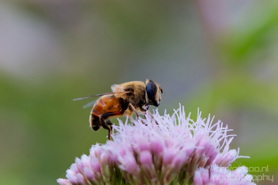 Macro_bee_on_a_flower_nature_Photography_013_Canon_EOS_5D_Mark_IV.JPG