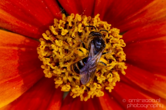 Macro_bee_on_a_flower_nature_Photography_015_Canon_EOS_5D_Mark_IV.JPG