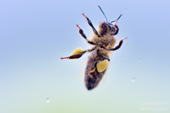 Macro_bee_on_a_window_nature_Photography_001_Canon_EOS_5D_Mark_IV.JPG