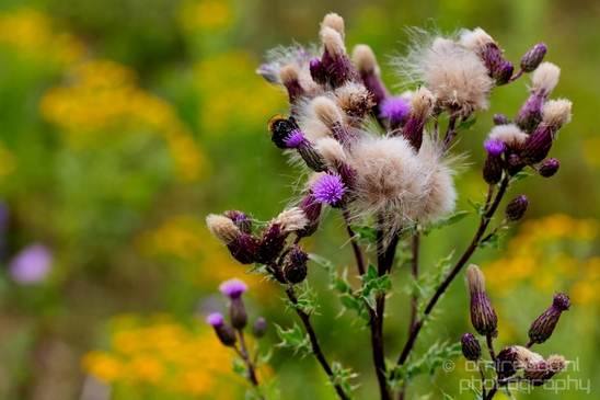 Macro_closeup_on_flower_flowers_summer_nature_Photography_002_Canon_EOS_5D_Mark_IV.JPG