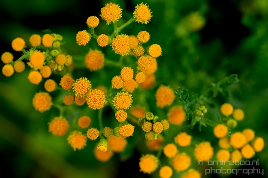 Macro_closeup_on_flower_flowers_summer_nature_Photography_004_Canon_EOS_5D_Mark_IV.JPG