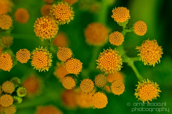 Macro_closeup_on_flower_flowers_summer_nature_Photography_005_Canon_EOS_5D_Mark_IV.JPG
