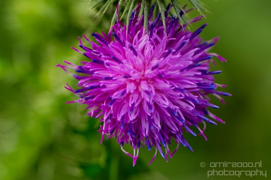 Macro_closeup_on_flower_flowers_summer_nature_Photography_007_Canon_EOS_5D_Mark_IV.JPG
