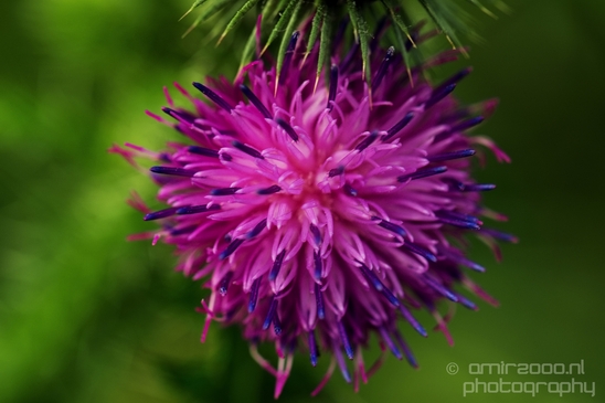 Macro_closeup_on_flower_flowers_summer_nature_Photography_008_Canon_EOS_5D_Mark_IV.JPG