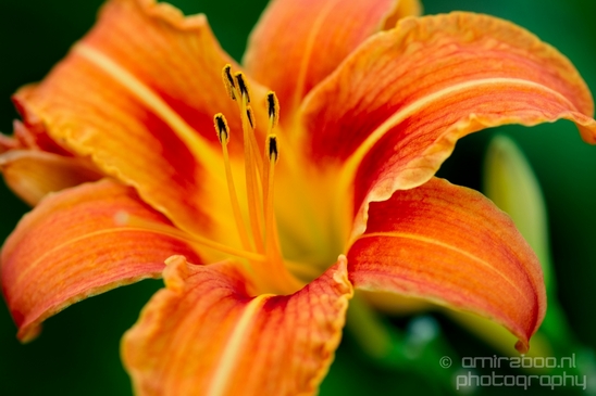 Macro_closeup_on_flower_flowers_summer_nature_Photography_009_Canon_EOS_5D_Mark_IV.JPG