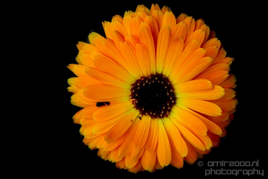 Macro_closeup_on_flower_flowers_summer_nature_Photography_010_Canon_EOS_5D_Mark_IV.JPG