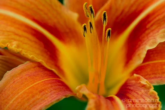 Macro_closeup_on_flower_flowers_summer_nature_Photography_011_Canon_EOS_5D_Mark_IV.JPG