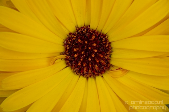 Macro_closeup_on_flower_flowers_summer_nature_Photography_012_Canon_EOS_5D_Mark_IV.JPG