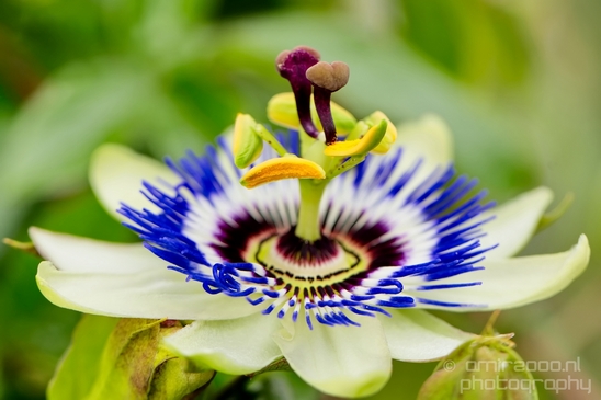 Macro_closeup_on_flower_flowers_summer_nature_Photography_015_Canon_EOS_5D_Mark_IV.JPG