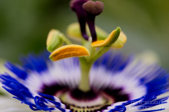 Macro_closeup_on_flower_flowers_summer_nature_Photography_017_Canon_EOS_5D_Mark_IV.JPG