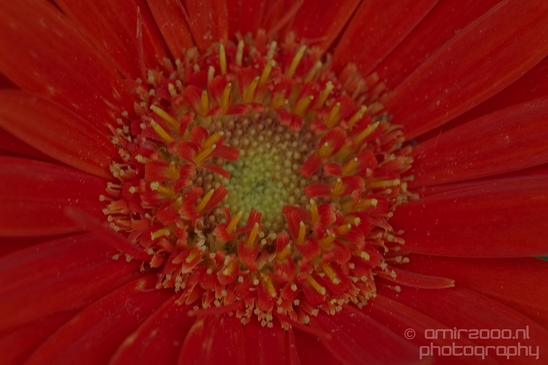 Macro_closeup_on_flower_flowers_summer_nature_Photography_020_Canon_EOS_5D_Mark_IV.JPG
