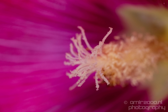 Macro_closeup_on_flower_flowers_summer_nature_Photography_021_Canon_EOS_5D_Mark_IV.JPG