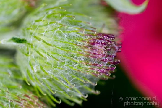 Macro_closeup_on_flower_flowers_summer_nature_Photography_023_Canon_EOS_5D_Mark_IV.JPG