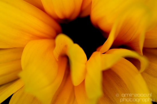 Macro_closeup_on_flower_flowers_summer_nature_Photography_029_Canon_EOS_5D_Mark_IV.JPG