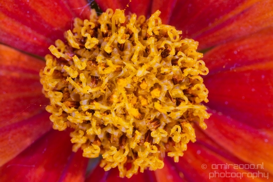 Macro_closeup_on_flower_flowers_summer_nature_Photography_030_Canon_EOS_5D_Mark_IV.JPG