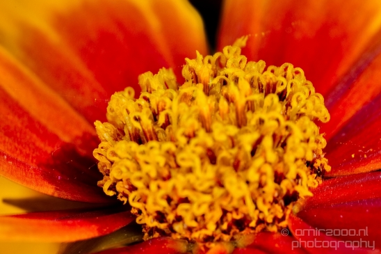 Macro_closeup_on_flower_flowers_summer_nature_Photography_032_Canon_EOS_5D_Mark_IV.JPG