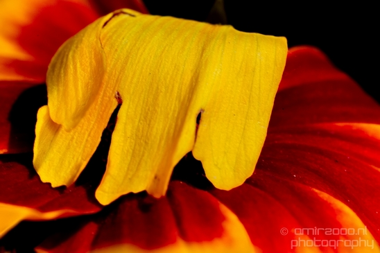 Macro_closeup_on_flower_flowers_summer_nature_Photography_033_Canon_EOS_5D_Mark_IV.JPG