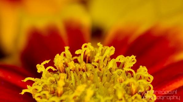 Macro_closeup_on_flower_flowers_summer_nature_Photography_036_Canon_EOS_5D_Mark_IV.JPG