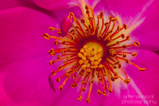 Macro_closeup_on_flower_flowers_summer_nature_Photography_038_Canon_EOS_5D_Mark_IV.JPG