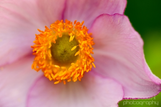 Macro_closeup_on_flower_flowers_summer_nature_Photography_043_Canon_EOS_5D_Mark_IV.JPG