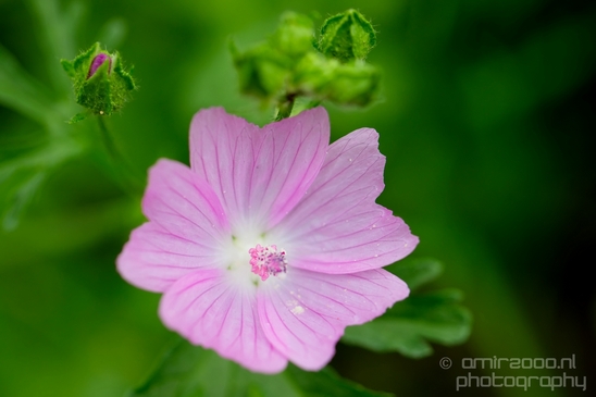 Macro_closeup_on_flower_flowers_summer_nature_Photography_046_Canon_EOS_5D_Mark_IV.JPG