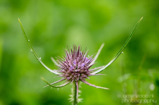 Macro_closeup_on_flower_flowers_summer_nature_Photography_047_Canon_EOS_5D_Mark_IV.JPG