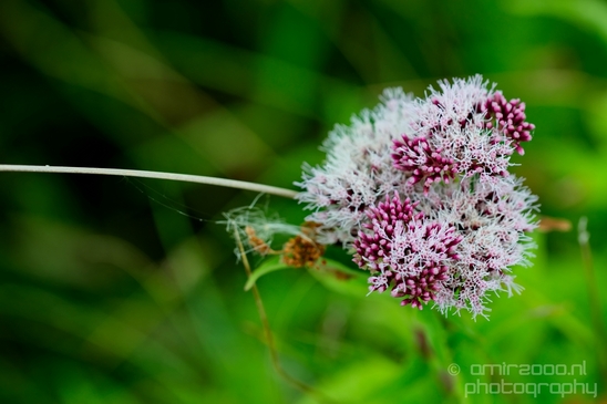 Macro_closeup_on_flower_flowers_summer_nature_Photography_048_Canon_EOS_5D_Mark_IV.JPG