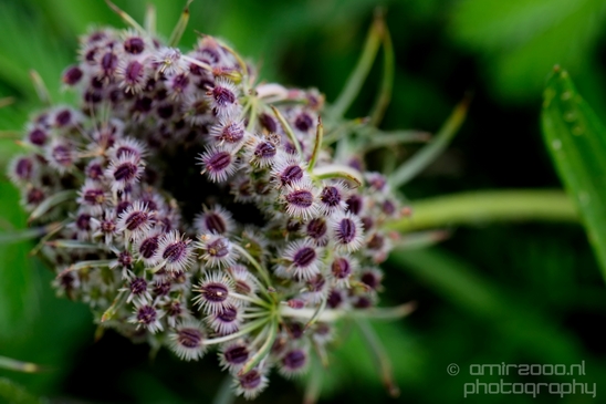 Macro_closeup_on_flower_flowers_summer_nature_Photography_053_Canon_EOS_5D_Mark_IV.JPG