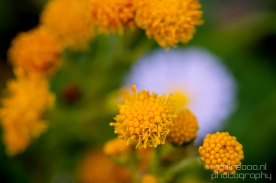 Macro_closeup_on_flower_flowers_summer_nature_Photography_056_Canon_EOS_5D_Mark_IV.JPG