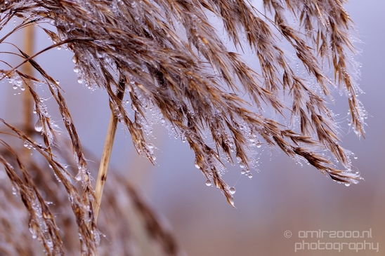 Macro_dew_drops_droplet_nature_Photography_002_Canon_EOS_5D_Mark_IV.JPG