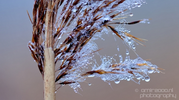 Macro_dew_drops_droplet_nature_Photography_003_Canon_EOS_5D_Mark_IV.JPG