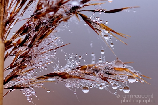 Macro_dew_drops_droplet_nature_Photography_005_Canon_EOS_5D_Mark_IV.JPG