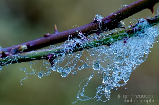 Macro_dew_drops_droplet_nature_Photography_007_Canon_EOS_5D_Mark_IV.JPG