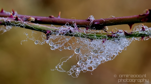 Macro_dew_drops_droplet_nature_Photography_009_Canon_EOS_5D_Mark_IV.JPG