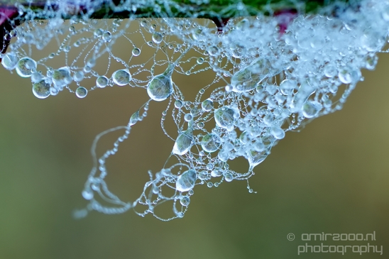 Macro_dew_drops_droplet_nature_Photography_010_Canon_EOS_5D_Mark_IV.JPG